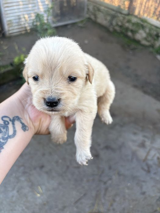 Бебета голдън ретривър