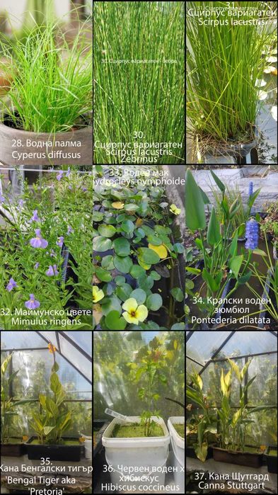 Продавам водни и езерни растения.