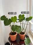 Vand Planta interior diverse