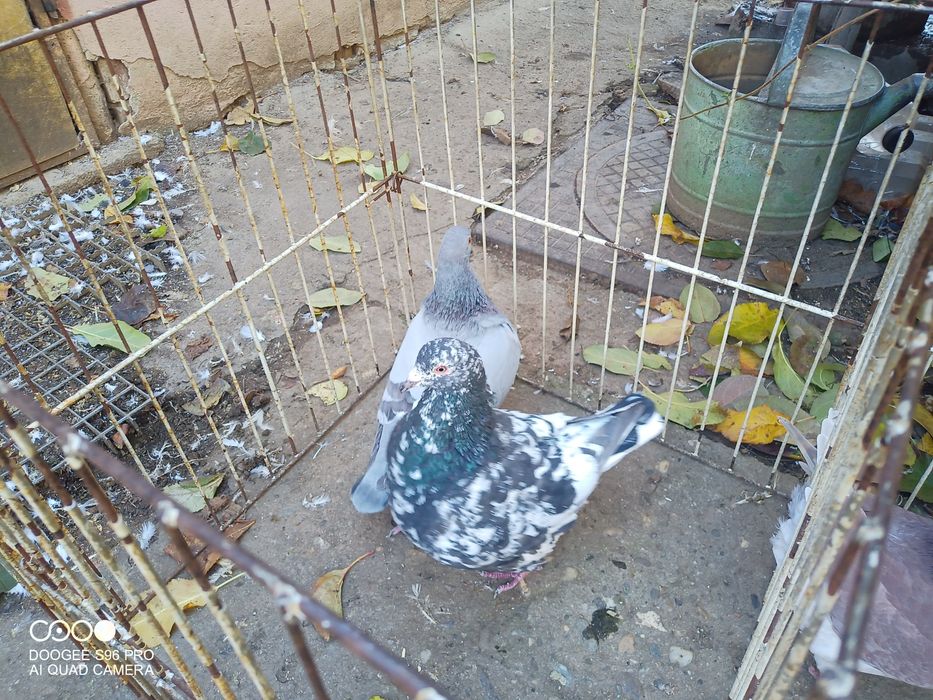 Porumbei king și texani și strasseri german