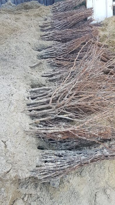 Vand sau schimb butasi vita de vie cu diverse