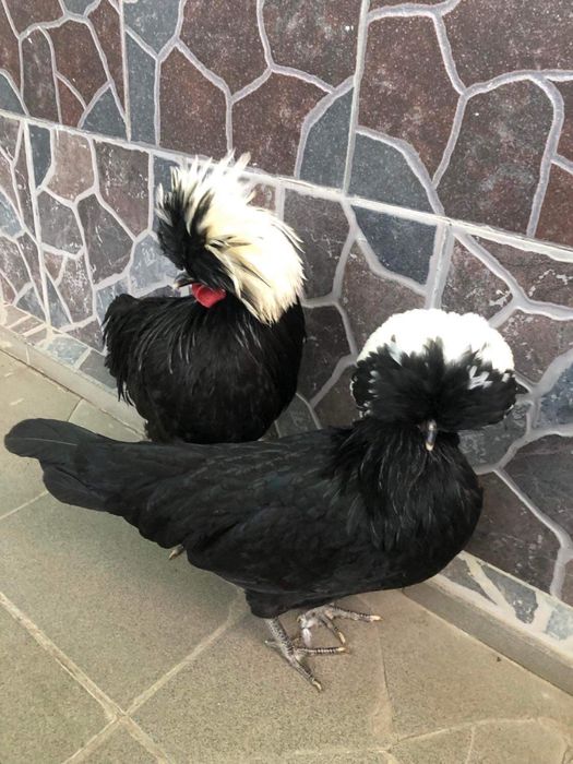 Vand Motate Olandeze