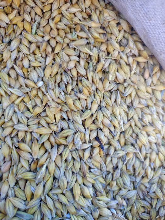 Ячмень, арпа сатылымда