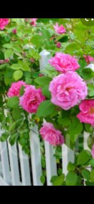 Cais.Aronia.Gutui.Nuci.Tei.Castan.Par.Mar.Afin.Alun.Cires.Migdal.Soc.