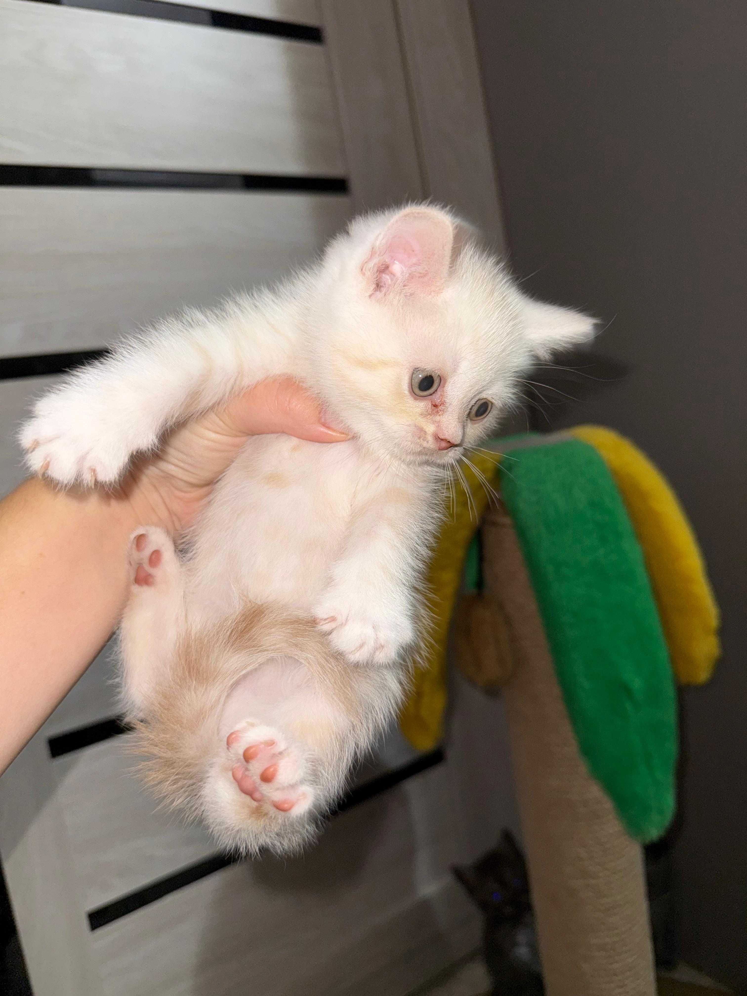 Британские котята