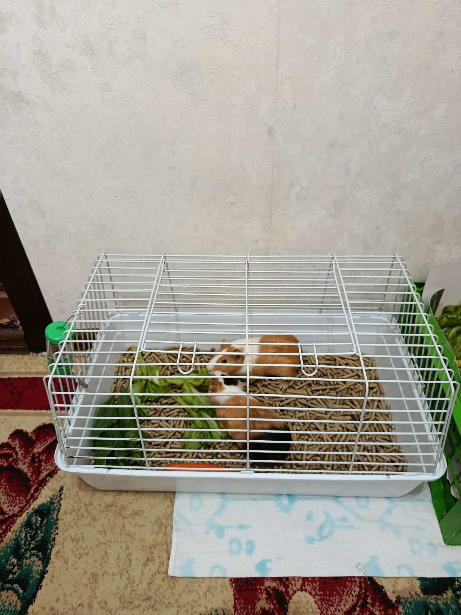 Продаются морские свинки