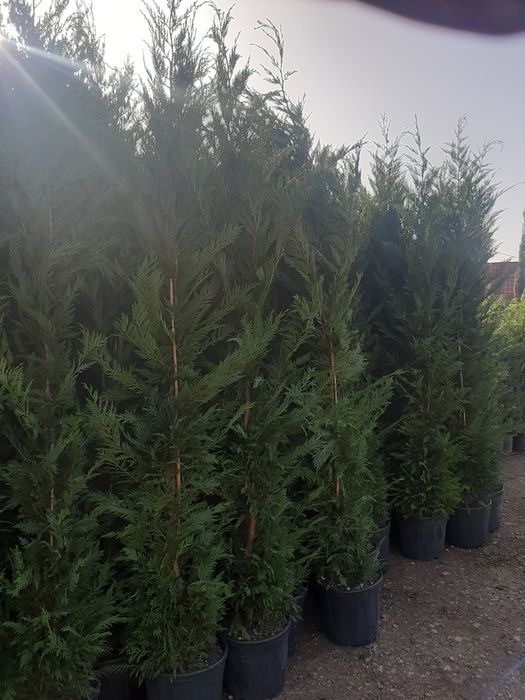 Tuia Leylandy,carpinus,magnoli,brazi,mesteacăn,platani