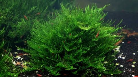 Moss acvariu , Melanoides tuberculata