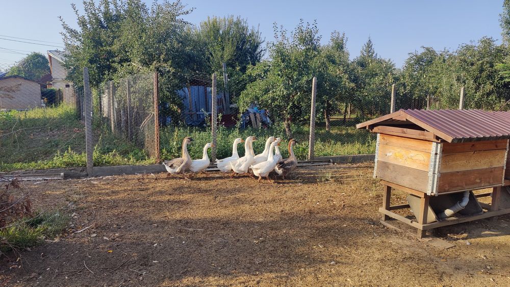Gâște , gâscani, familie , pereche.