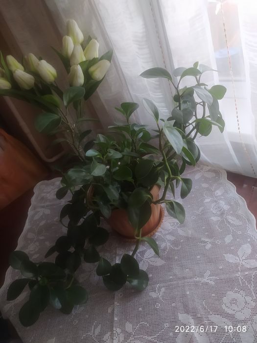 Разные комнатные цветы