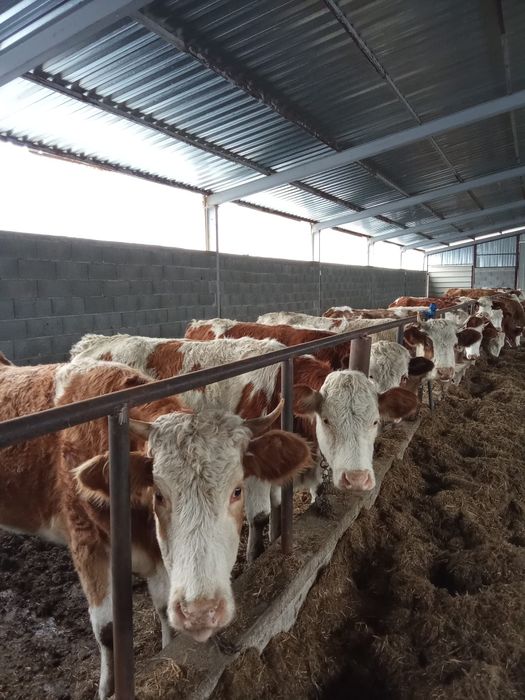 De vînzare 20 de bucăți