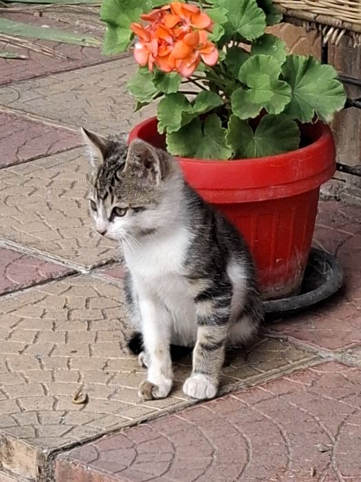 Donez Doua Pisicuțe