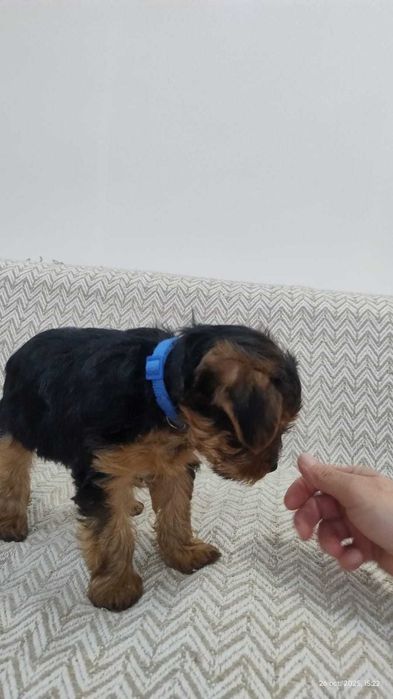 De vânzare caței York shire terrier