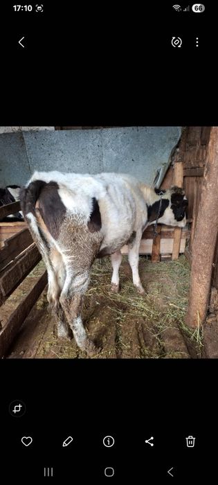 Vand vitea holstein sa shimb cu oi