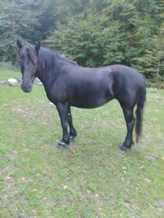 Vând mânză de doi ani.