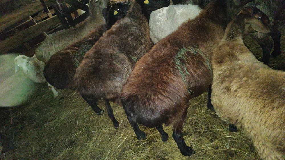 Семиз кой токты сатам