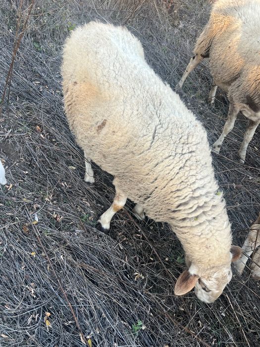 Овце за клане (брак)