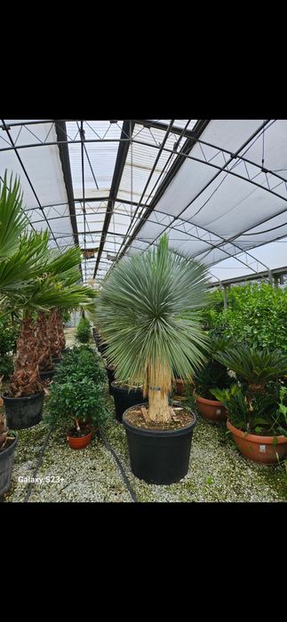 Vând plante ornamentale