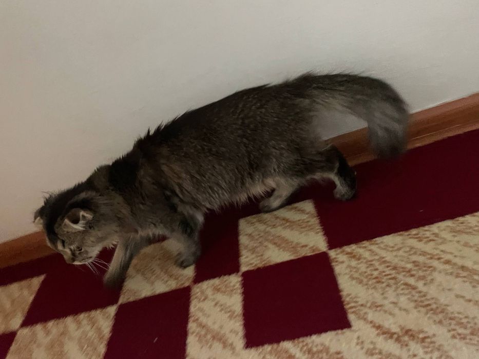 Скоттиш фолд мушуги сотилади