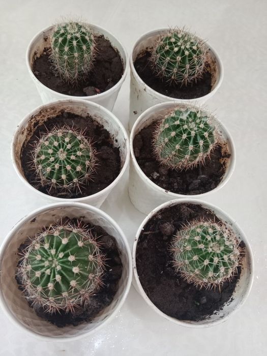 Продам кактусы домашние