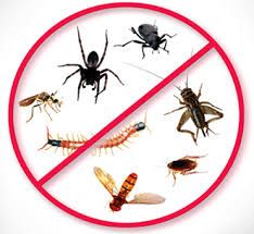 Ploșnițe/gândaci - Scăpa de acești dăunători nedoriți