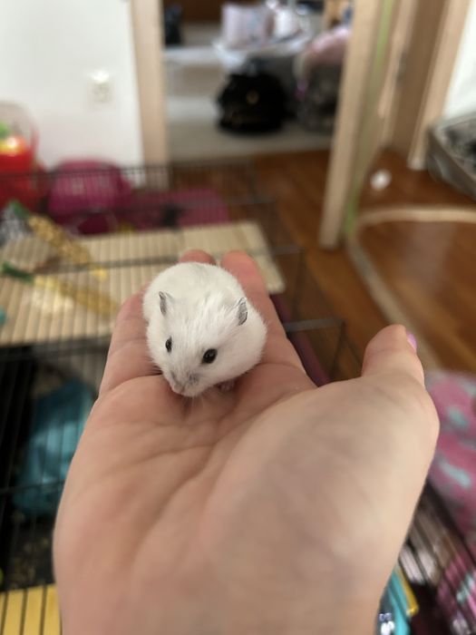 Hamster siberian donez