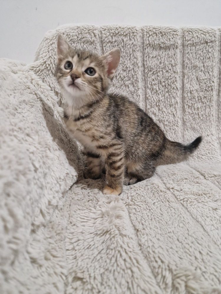 Dau spre adoptie 2 pisicute ambele fetite