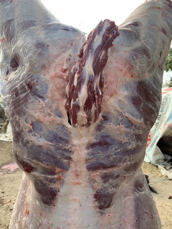 Vînd carne de vitel angus  (carcasă)