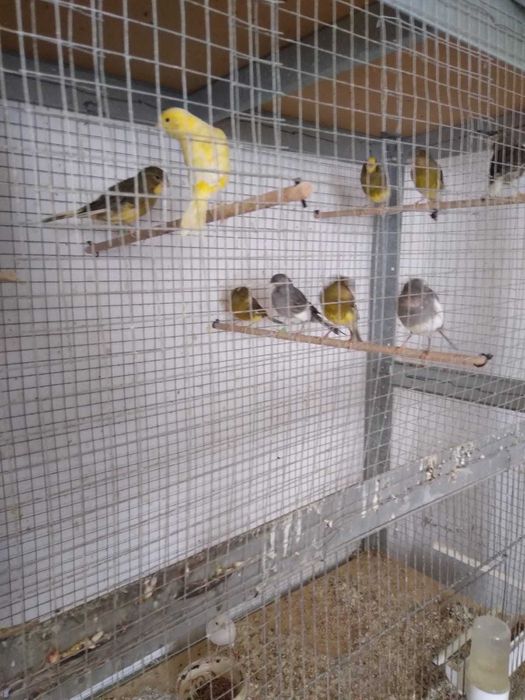 Vand Canari, Pescarusi Japonezi, Papagali Cantatori