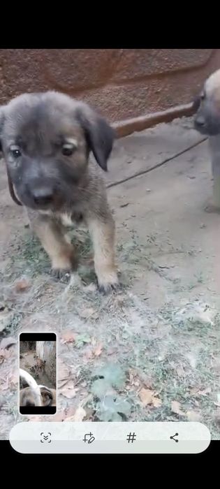 Щенята в хорошие руки , бесплатно