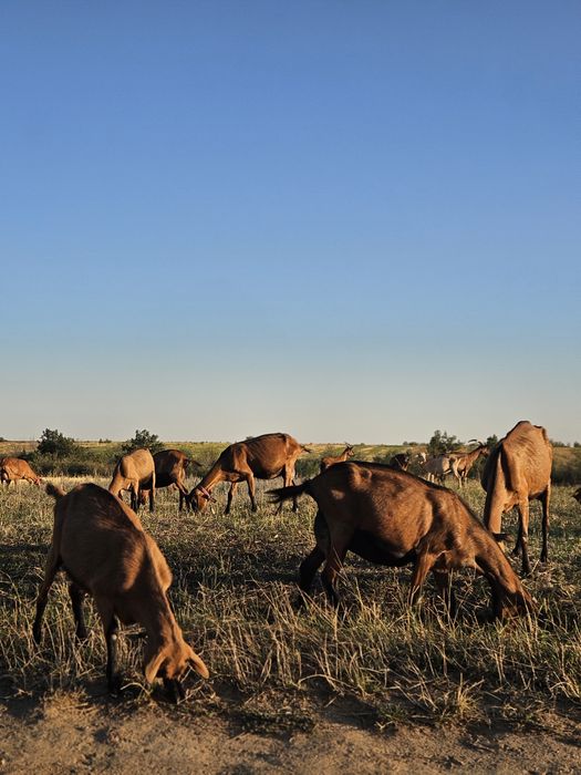 Disponibile 2 capre de vanzare si un tapisor de asta primăvară