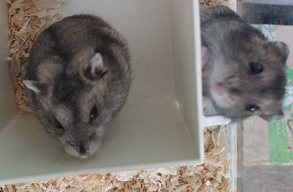 Pui de hamster pitic foarte blanzi si draguti