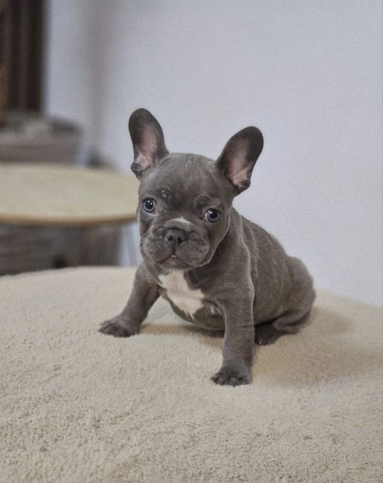 Buldog Francez Blue
