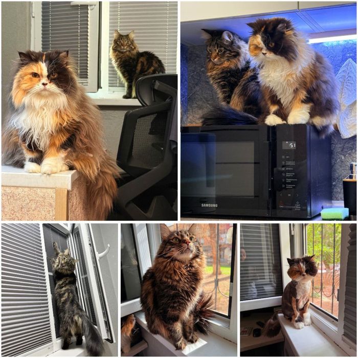 Кошка Белка и кот Мелкий ищут семью!