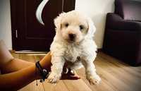 Catel Bichon maltez