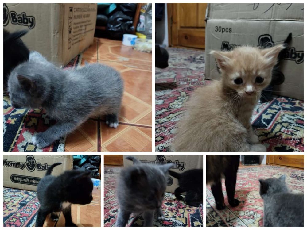 Отдам котят в добрые руки