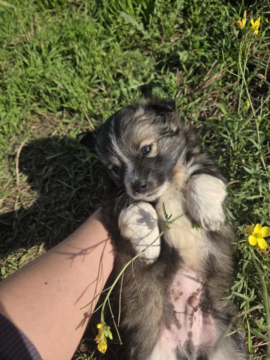 Donez căteluși pui talie mică