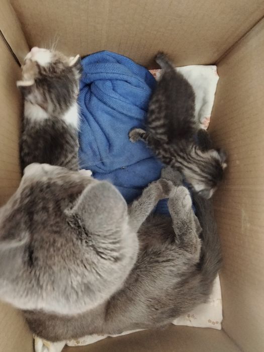 Отдам  2 котят,мальчики