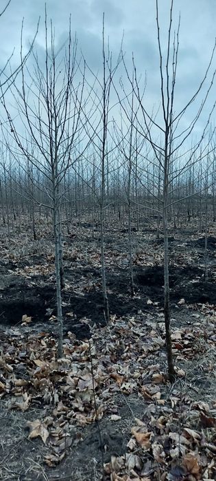 Copaci ornamentali Tei-Mesteacan-Platan-Artar-Paltin-Stejar-Frasin