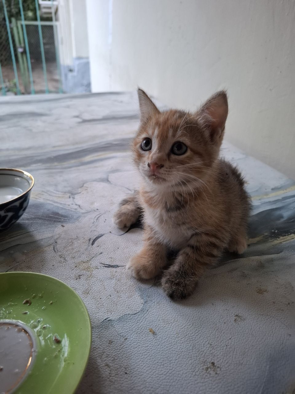 Котёнок в добрые руки.