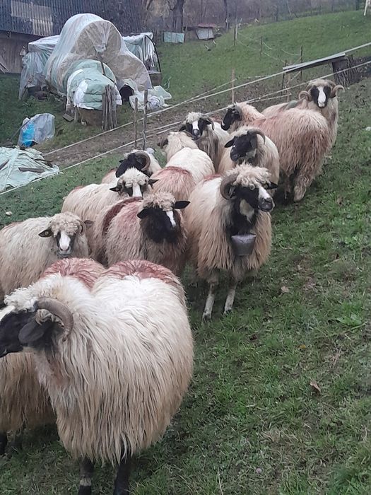 Vind oi breza tinere