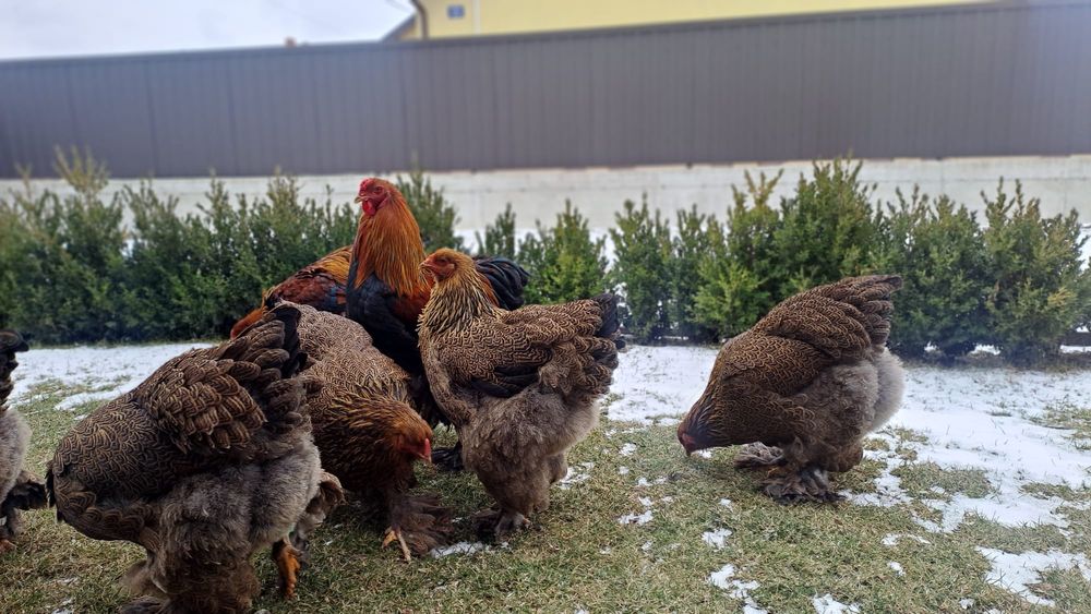 Vand pui brahma potarnichiu de la gainile din foto