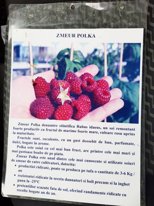 Zmeur , Polka si Glen Ample