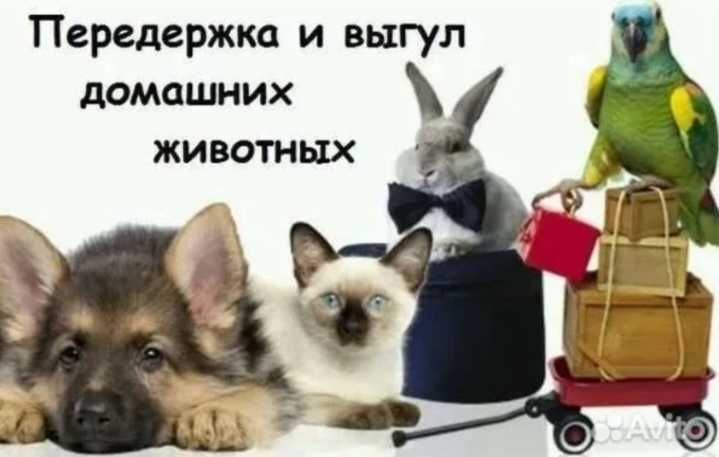Передержка домашних животных