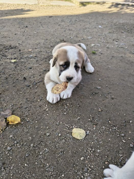 Ciobanesc de Asia Centrala(Alabai)