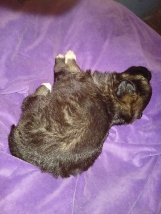 Отдам даром щенка только в добрые руки