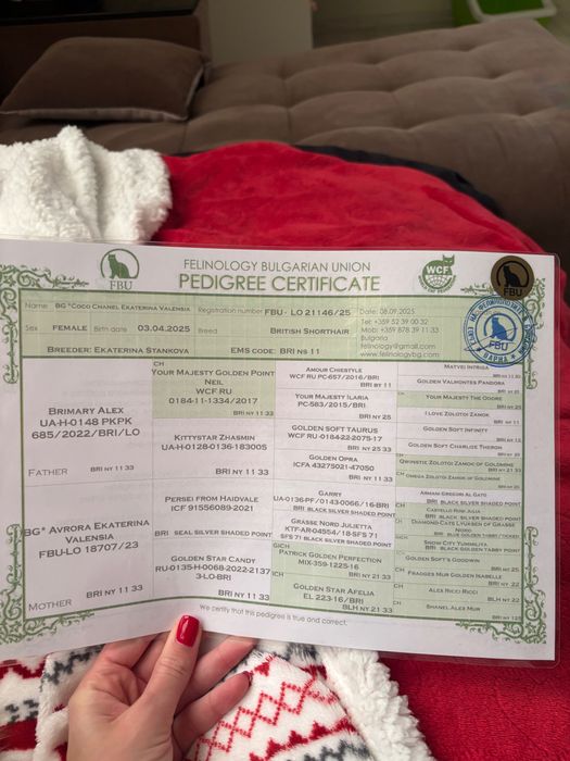 Британска шиншила Silver Point