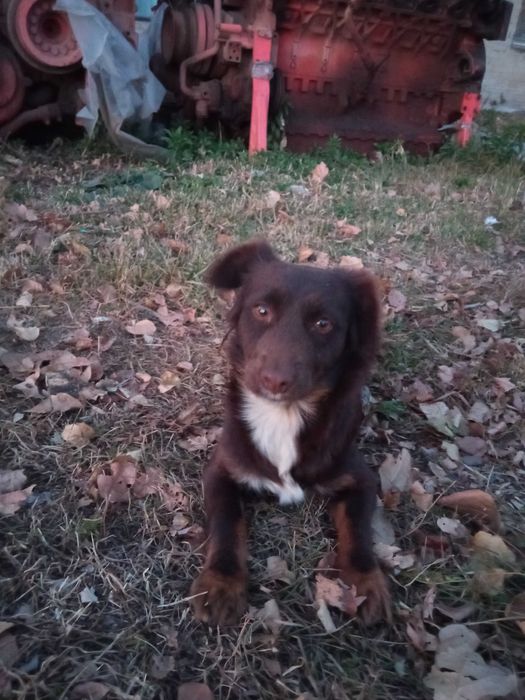 симпатяшка Дуся ждет своего друга