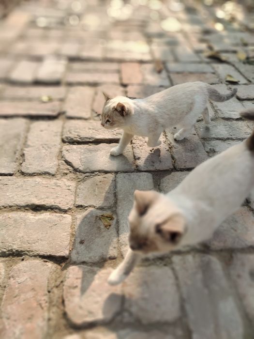 Продаются котята сиамские и страйт