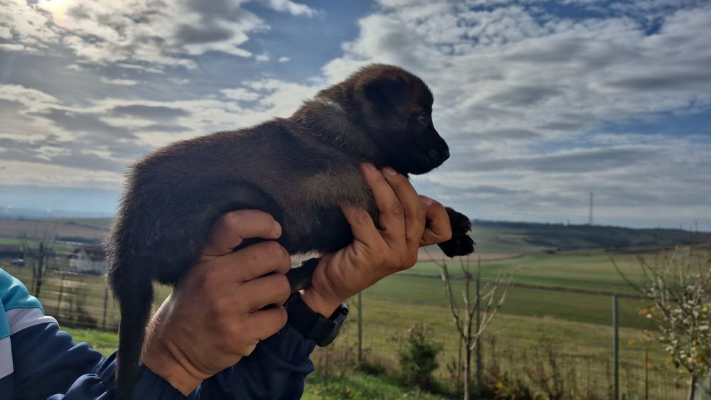 Mascul Ciobănesc Belgian Malinois  pedigree